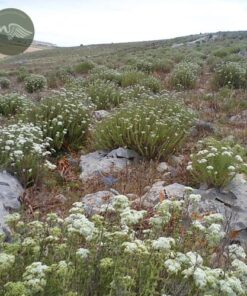 Alternative view of Origan moulu Bio